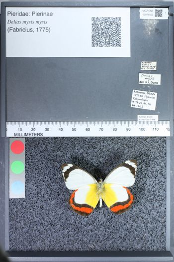 Media type: image;   Entomology 74552